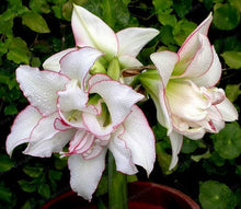 Load image into Gallery viewer, 2 Bulbs Amaryllis Bulbs True Hippeastrum Bulbs Flowers,Barbados Lily Potted Home Garden Balcony Plant Bulbous
