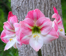 Load image into Gallery viewer, 2 Bulbs Amaryllis Bulbs True Hippeastrum Bulbs Flowers,Barbados Lily Potted Home Garden Balcony Plant Bulbous
