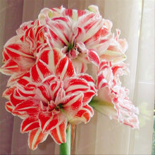 Load image into Gallery viewer, 2 Bulbs Amaryllis Bulbs True Hippeastrum Bulbs Flowers,Barbados Lily Potted Home Garden Balcony Plant Bulbous
