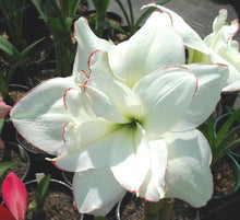 Load image into Gallery viewer, 2 Bulbs Amaryllis Bulbs True Hippeastrum Bulbs Flowers,Barbados Lily Potted Home Garden Balcony Plant Bulbous
