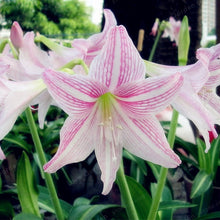 Load image into Gallery viewer, 2 Bulbs Amaryllis Bulbs True Hippeastrum Bulbs Flowers,Barbados Lily Potted Home Garden Balcony Plant Bulbous
