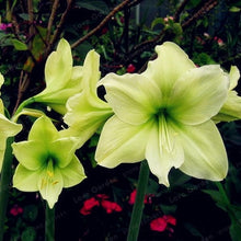 Load image into Gallery viewer, 2 Bulbs Amaryllis Bulbs True Hippeastrum Bulbs Flowers,Barbados Lily Potted Home Garden Balcony Plant Bulbous
